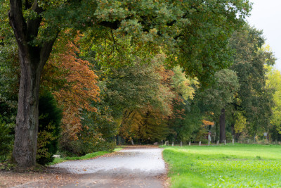Fußweg gesäumt von einer Wiese rechts und großen Bäumen links