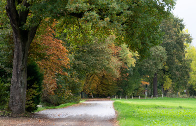 Fußweg gesäumt von einer Wiese rechts und großen Bäumen links