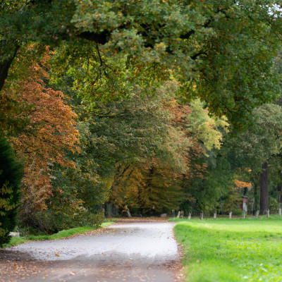 Fußweg gesäumt von einer Wiese rechts und großen Bäumen links