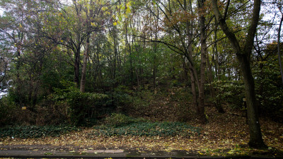 Bäume und Büsche auf einer kleinen Anhöhe, eine Straße im Vordergrund