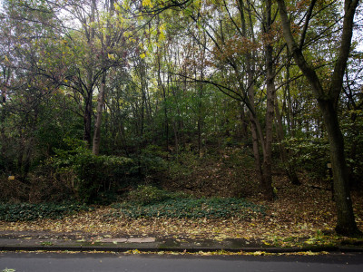 Bäume und Büsche auf einer kleinen Anhöhe, eine Straße im Vordergrund