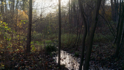 Bachverlauf in einem dichten Waldstück