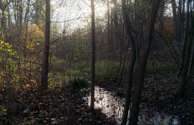 Bachverlauf in einem dichten Waldstück