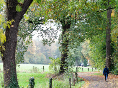 Fußweg gesäumt von einer Wiese und Bäumen, ein Spazierender